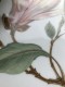 TORTINĖ-PADĖKLAS HUTSCHENREUTHER "MAGNOLIA", 1 VNT, POCELIANAS 