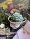 PIENINUKAS ROYAL ALBERT "MOSS ROSE", 1 vnt , KAULINIS PORCELIANAS