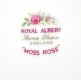 PIENINUKAS ROYAL ALBERT "MOSS ROSE", 1 vnt , KAULINIS PORCELIANAS